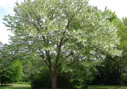 L'albero simbolico quest'anno sarà una Davidia involucrata, comunemente chiamata 